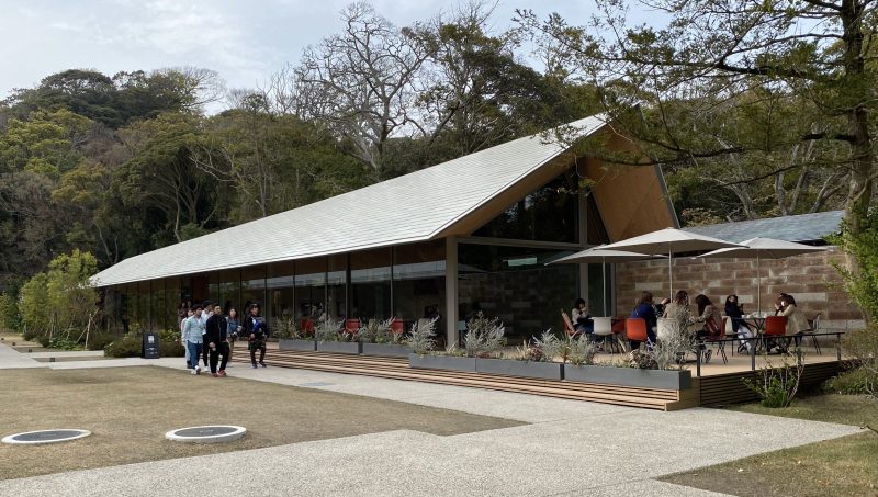 鎌倉・鶴岡八幡宮「大銀杏（親銀杏・子銀杏）」3